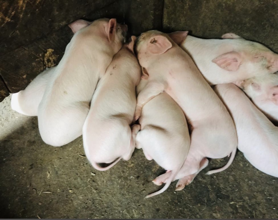 Piglets